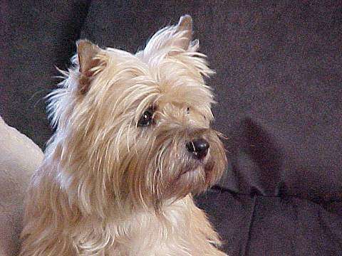 Cairnpit Terriers